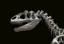 Skeleton of dinosaur with black