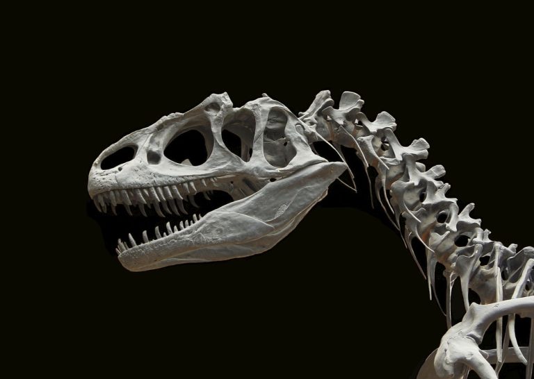 Skeleton of dinosaur with black