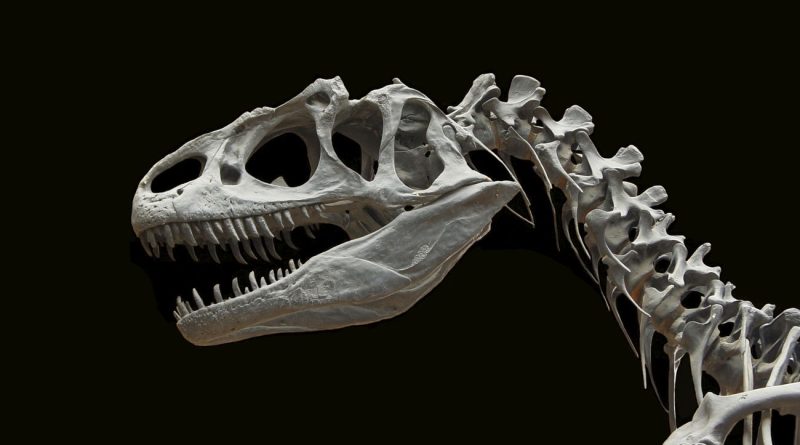 Skeleton of dinosaur with black